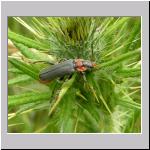 Cantharis fusca - Gemeiner Weichkaefer 01.jpg